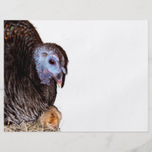 Female Florida Wild Turkey with baby chick Full Color Flyer