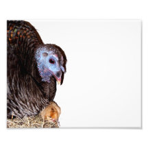 Female Florida Wild Turkey with baby chick Photo