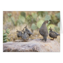 Female Gambel's Quail with young 193 Cards