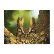 Female Great Horned Owl Post Cards
