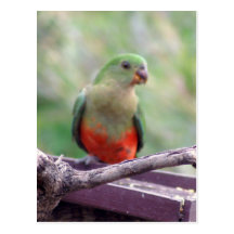 Female king parrot postcards