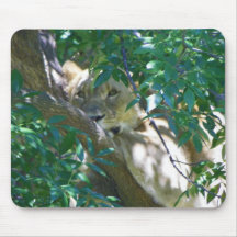 female lion in tree mousepad