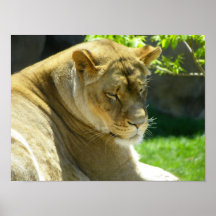 female lion posters