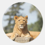 Female Lion Round Stickers