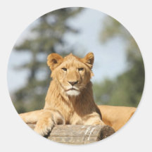 Female Lion Round Stickers