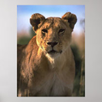 Female Lioness Lion Lovers Gifts Print