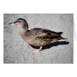 Female Mallard at Goose Lake, Anchorage Greeting Cards
