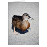 Female Mallard at Goose Lake, Anchorage Cards