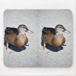 Female Mallard at Goose Lake, Anchorage Mousepads
