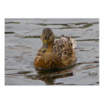 Female Mallard Business Cards