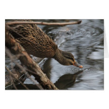 Female Mallard drinking water Cards