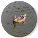Female Mallard Duck 3 Button