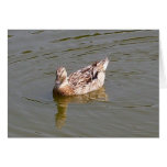 Female Mallard Duck 3 Greeting Card