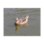 Female Mallard Duck 3 Postcard