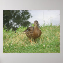 Female Mallard Duck Poster