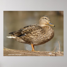 Female Mallard Duck Posters