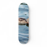 Female Mallard On Water Skate Boards