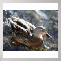 Female Mallard Print