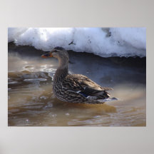Female Mallard Poster