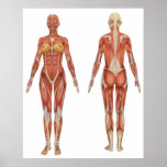Female Muscular Anatomy Front and Rear View posters