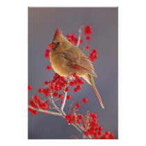 Female Northern Cardinal among hawthorn