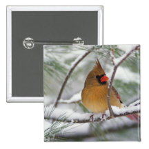 Female Northern Cardinal in snowy pine tree,