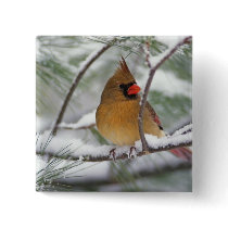 Female Northern Cardinal in snowy pine tree,