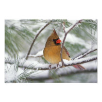 Female Northern Cardinal in snowy pine tree,