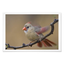 Female Northern Cardinal Landing Photo