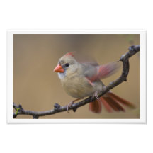 Female Northern Cardinal Landing Photo