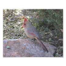 Female Northern Cardinal Photo Print