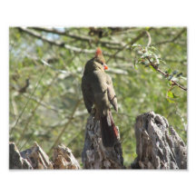 Female Northern Cardinal Photo Print