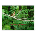Female Northern Cardinal postcard