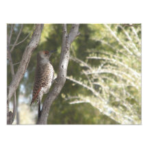 Female Northern Flicker Woodpecker Photograph