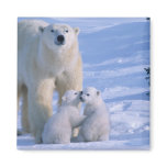 Female Polar Bear Standing with 2 Cubs at her