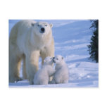 Female Polar Bear Standing with 2 Cubs at her