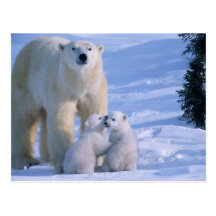 Female Polar Bear Standing with 2 Cubs at her Postcard