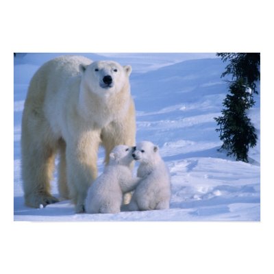 Female Polar Bear Standing with 2 Cubs at her Poster by danitadelimont