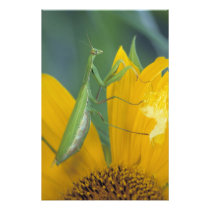 Female praying mantis with egg sac on