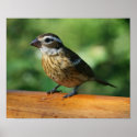 Female Rose-breasted Grosbeak bird print