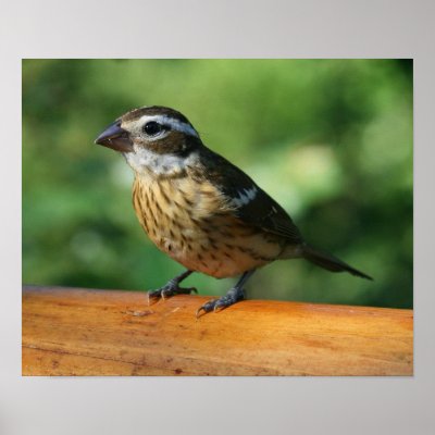 Female Rose-breasted Grosbeak bird print by shellmart