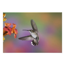 Female Ruby Throated Hummingbird in flight, 2 Photo Print
