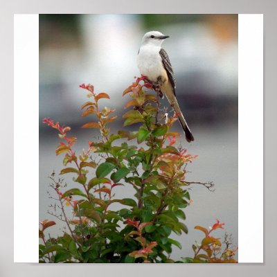 Female Scissortail Flycatcher Posters by shielarb