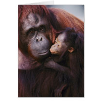 Female Sumatran Orangutan with baby, Pongo