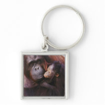 Female Sumatran Orangutan with baby, Pongo