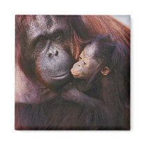 Female Sumatran Orangutan with baby, Pongo