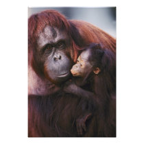 Female Sumatran Orangutan with baby, Pongo