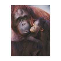 Female Sumatran Orangutan with baby, Pongo