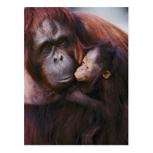 Female Sumatran Orangutan with baby, Pongo Post Cards