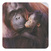 Female Sumatran Orangutan with baby, Pongo